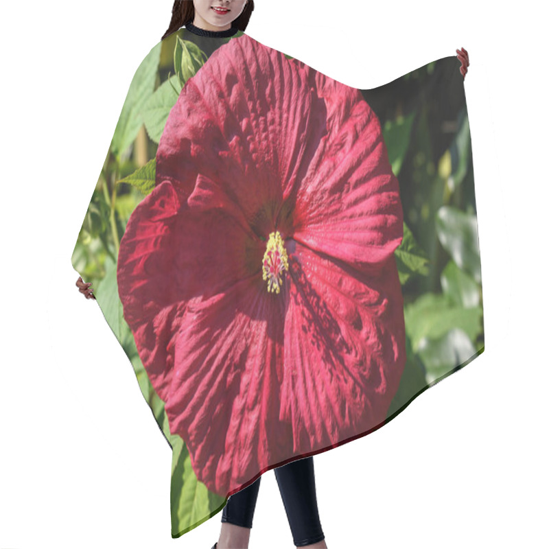 Personality  Large And Delicate Vivid Dark Red Hibiscus Flowers In A Tree In An Exotic Garden In A Sunny Summer Day On Isola Bella By Lake Maggiore In Northern Italy, Outdoor Floral Background Hair Cutting Cape