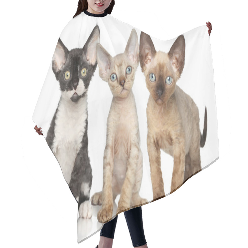 Personality  Devon-Rex Kitten Group On White Background Hair Cutting Cape