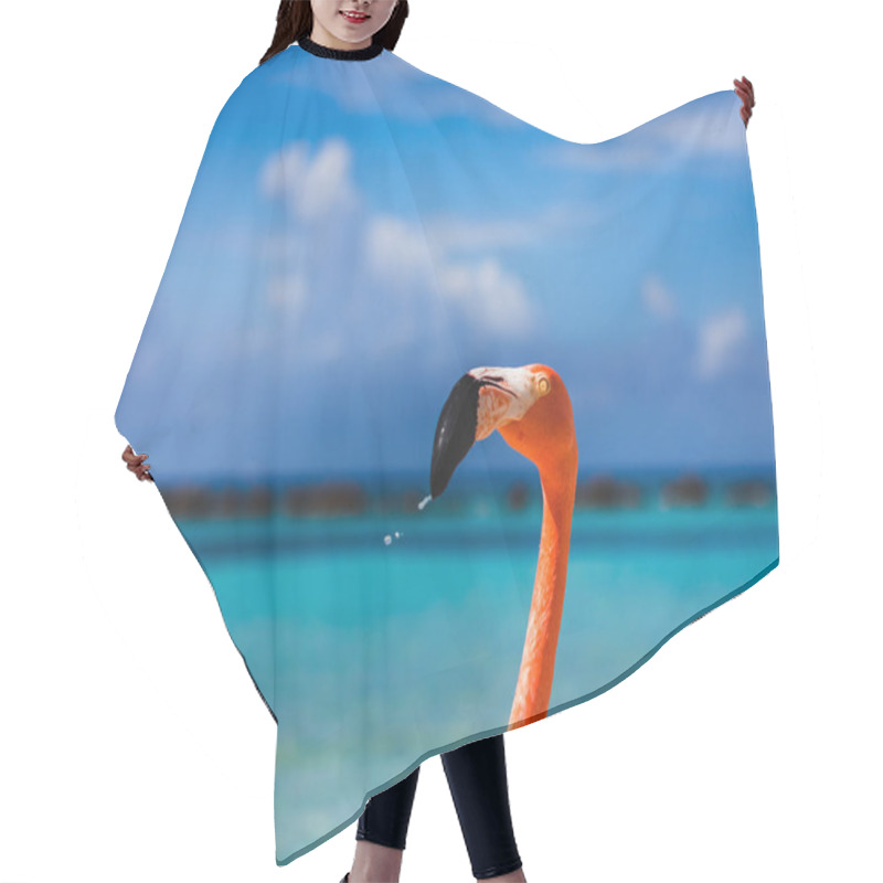 Personality  Flamingo Beach, Renaissance Island Aruba. Flamingos Roaming Around The Beach Sunbathing. Hair Cutting Cape