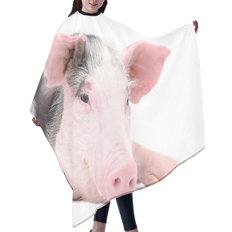 Personality  Portrait Of The Cute Pig Hair Cutting Cape