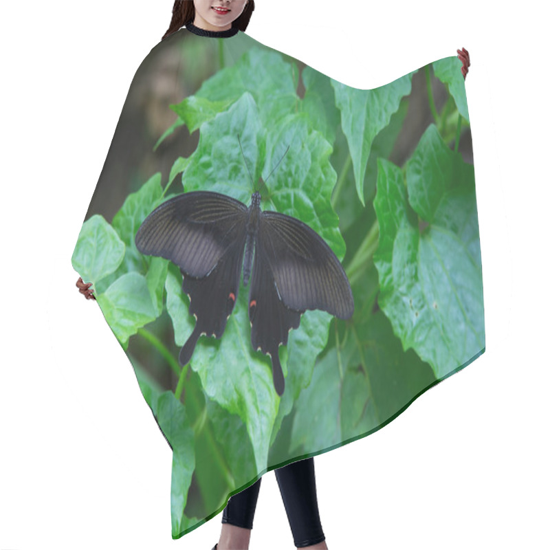 Personality  A Winged Butterfly On Leaf Hair Cutting Cape