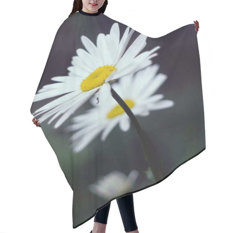 Personality  Two Daisies In The Garden And White Hair Cutting Cape