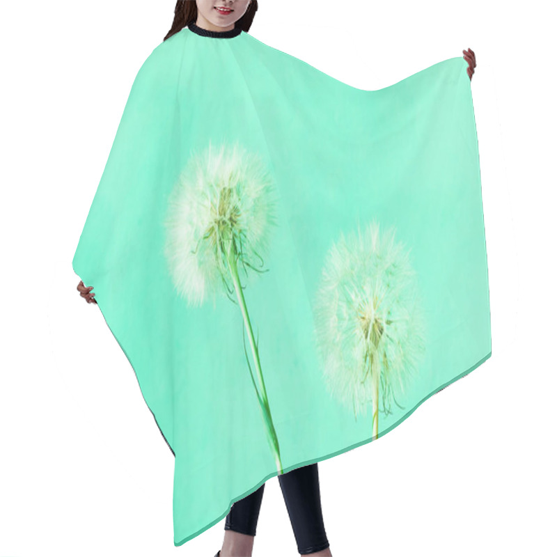 Personality  Creative Mint Background With White Dandelions Inflorescence. Tr Hair Cutting Cape