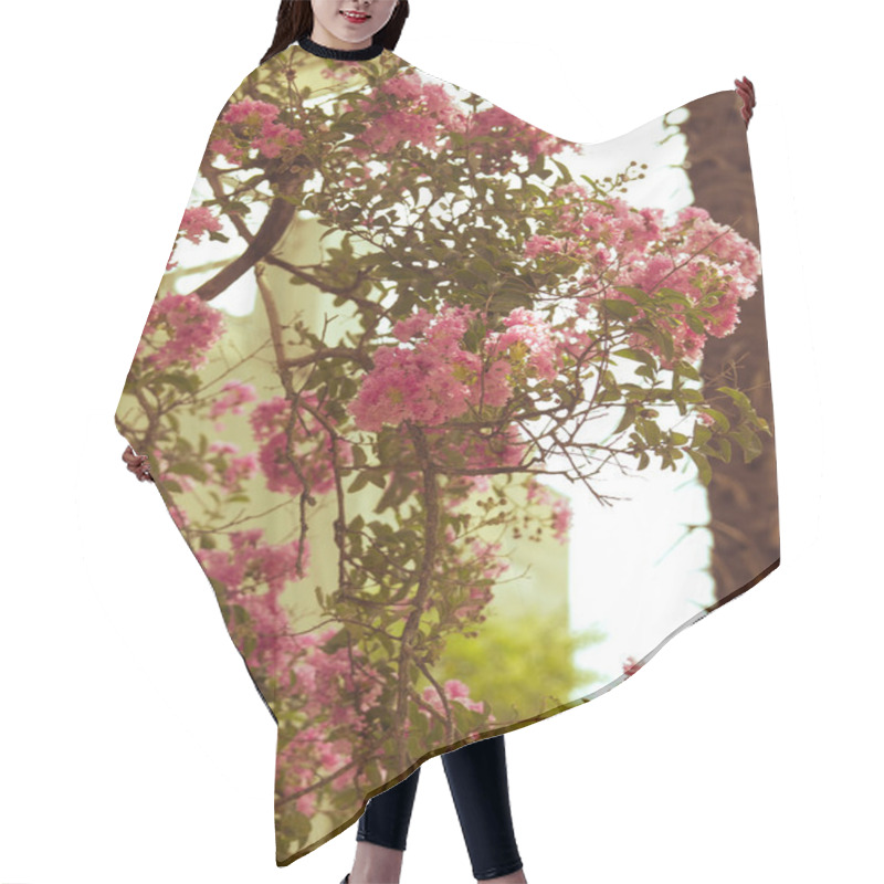 Personality  Pink Oleander Bush As The Background Of Retro Hair Cutting Cape