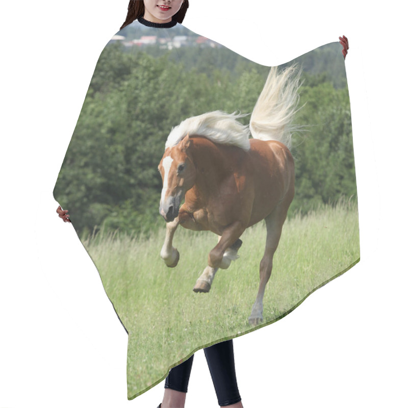 Personality  Amazing Haflinger Jumping On Pasturage Hair Cutting Cape