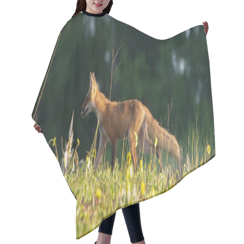 Personality  Wild Red Fox - Vulpes Vulpes - Strolling Left Through Well Lit Sunny Meadow Hair Cutting Cape