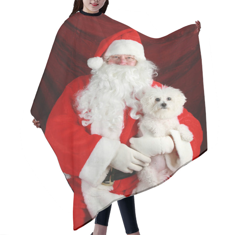 Personality  Christmas Santa Claus. Christmas Bichon Frise Dog. Santa Claus Holds A Bichon Frise Dog. Santa Holds His Bichon Frise Dog. Santa Holds His Pure Breed Bichon Frise Dog For A Christmas Photo. Merry Christmas.  Hair Cutting Cape