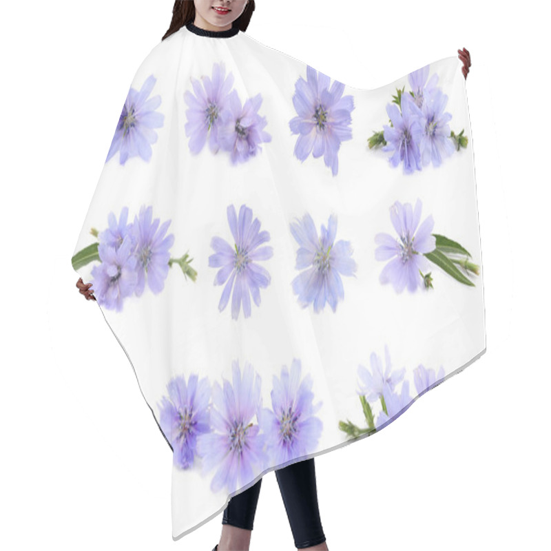 Personality  Beautiful Tender Chicory Flowers On White Background, Collage  Hair Cutting Cape