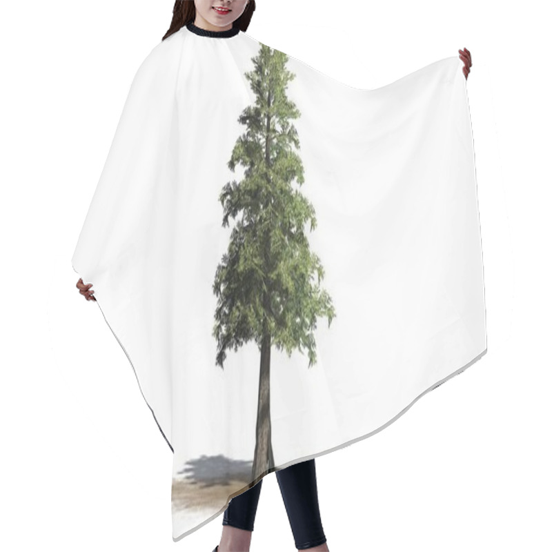 Personality  Western Red Cedar Tree On A Sand Area - Isolated On White Background Hair Cutting Cape