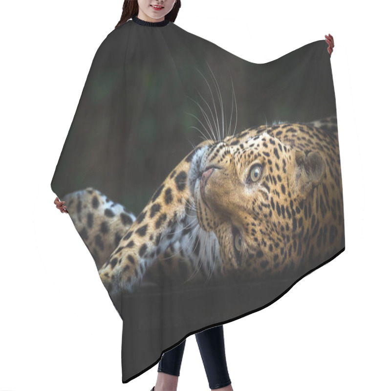 Personality  Leopards Resting In The Midst Of Nature. Hair Cutting Cape