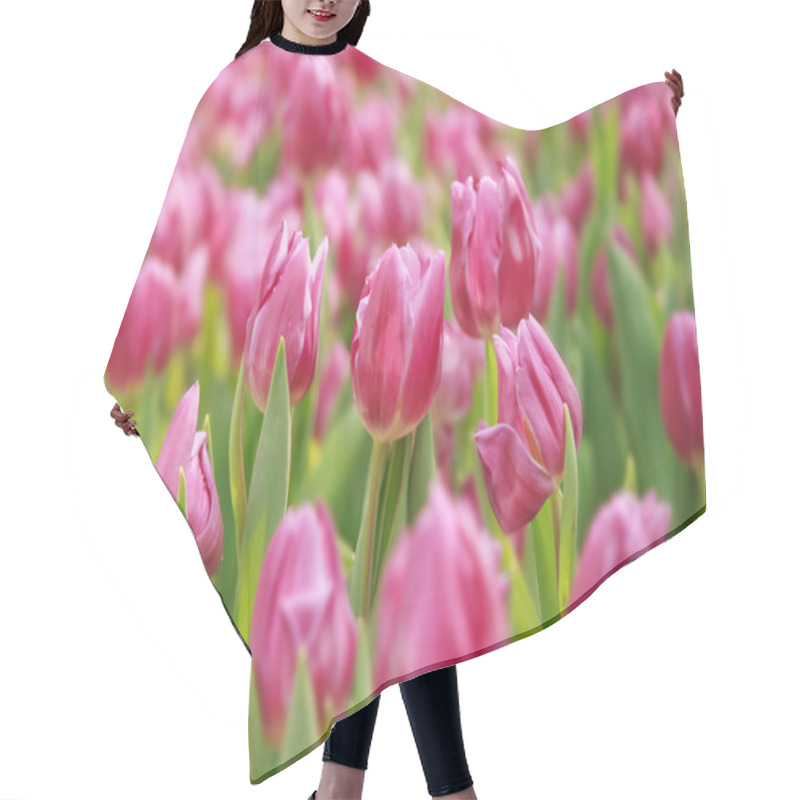 Personality  Pink Tulips In The Garden With Dof Hair Cutting Cape