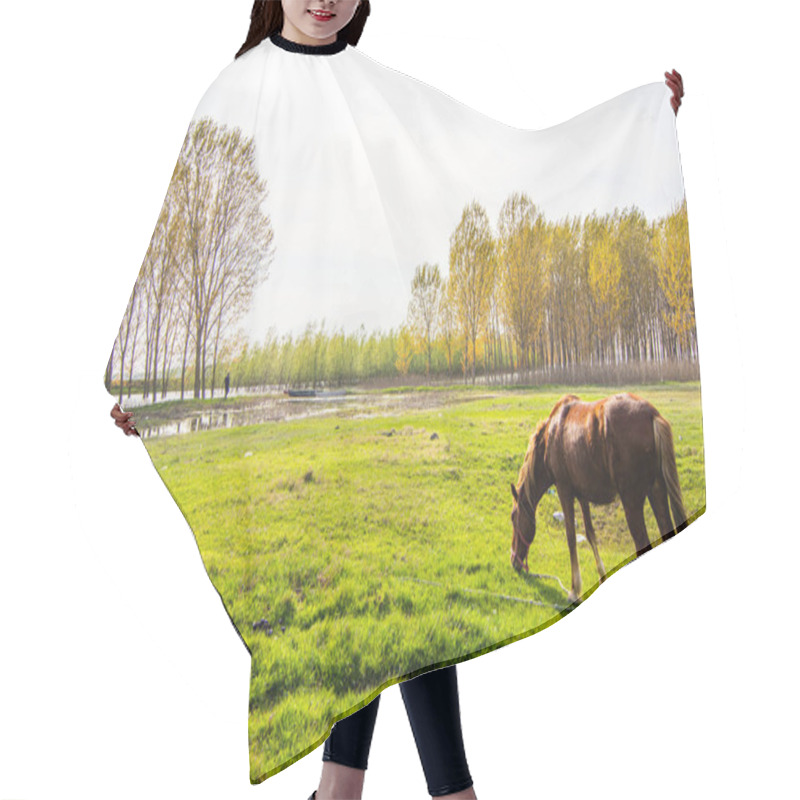 Personality  Brown Horse Grazing Grass On A Meadow Hair Cutting Cape