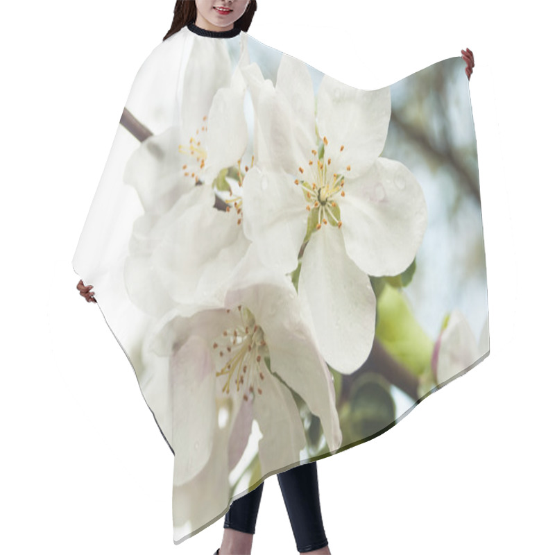 Personality  Cherry Blossoms Against  A Blue Sky Hair Cutting Cape