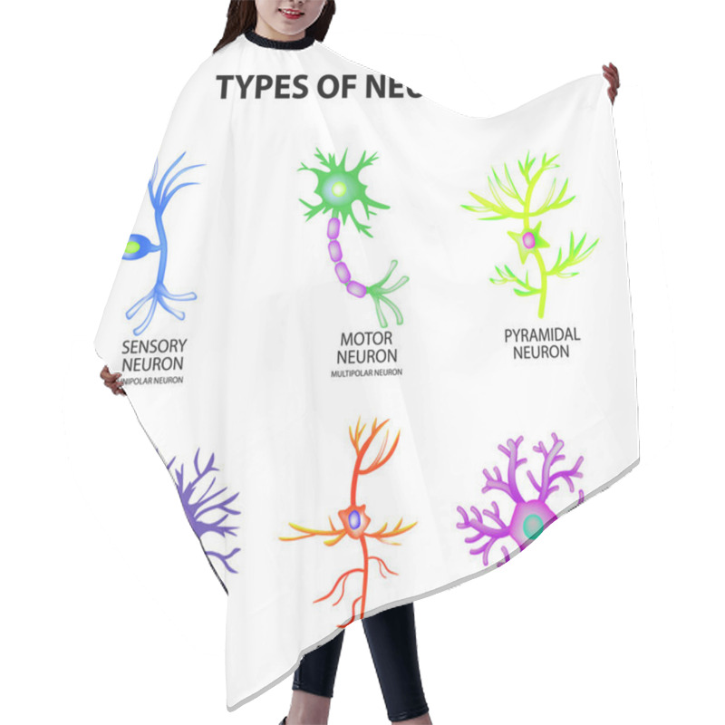 Personality  Types Of Neurons. Structure Sensory, Motor Neuron, Astrocyte, Pyromidal, Betz Cell, Microglia. Set. Infographics. Vector  Hair Cutting Cape