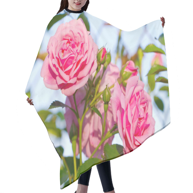 Personality  Beautiful Pink Roses Blooming In A Garden Hair Cutting Cape