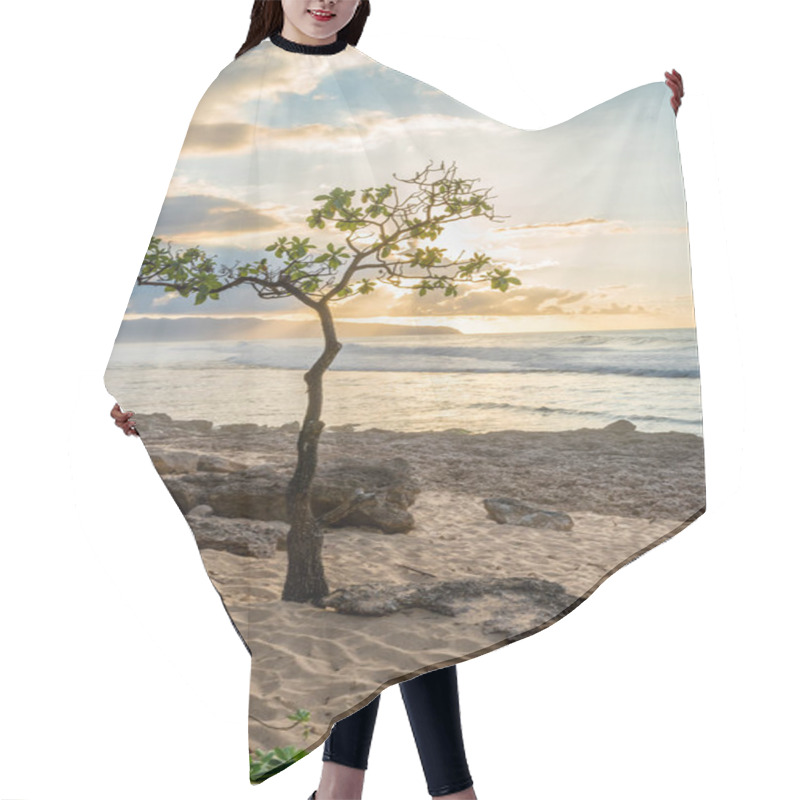 Personality  Umbrella Tree At Rocky Point On The North Shore Of Oahu, Hawaii At Sunset With High Surf, Sand, And Coral Hair Cutting Cape