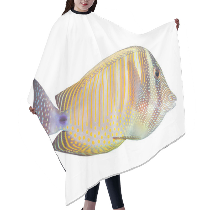 Personality  The Desjardin's Sailfin Tang - Tropical Fish Hair Cutting Cape