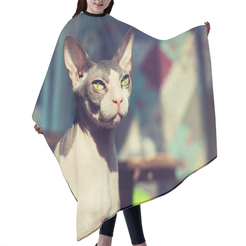 Personality  Sphynx Cat Animal Hair Cutting Cape