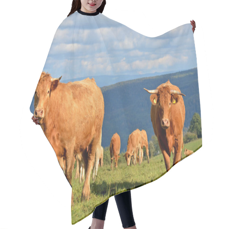 Personality  Herd Of Cattle, Domestic Livestock Hair Cutting Cape