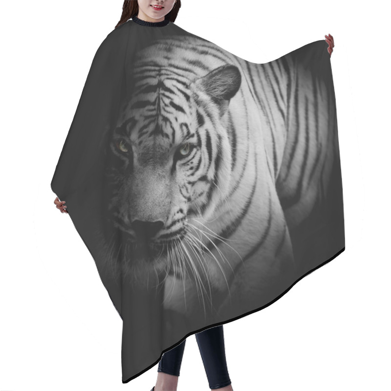 Personality  White Tiger Isolated On Black Background Hair Cutting Cape