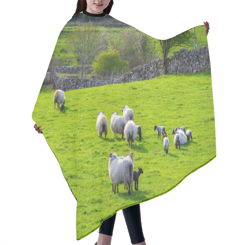 Personality  Sheep And Rams In Ireland Hair Cutting Cape