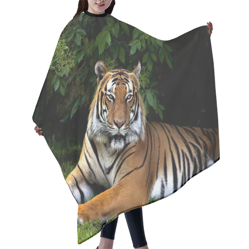 Personality  Sumatran Tiger Hair Cutting Cape