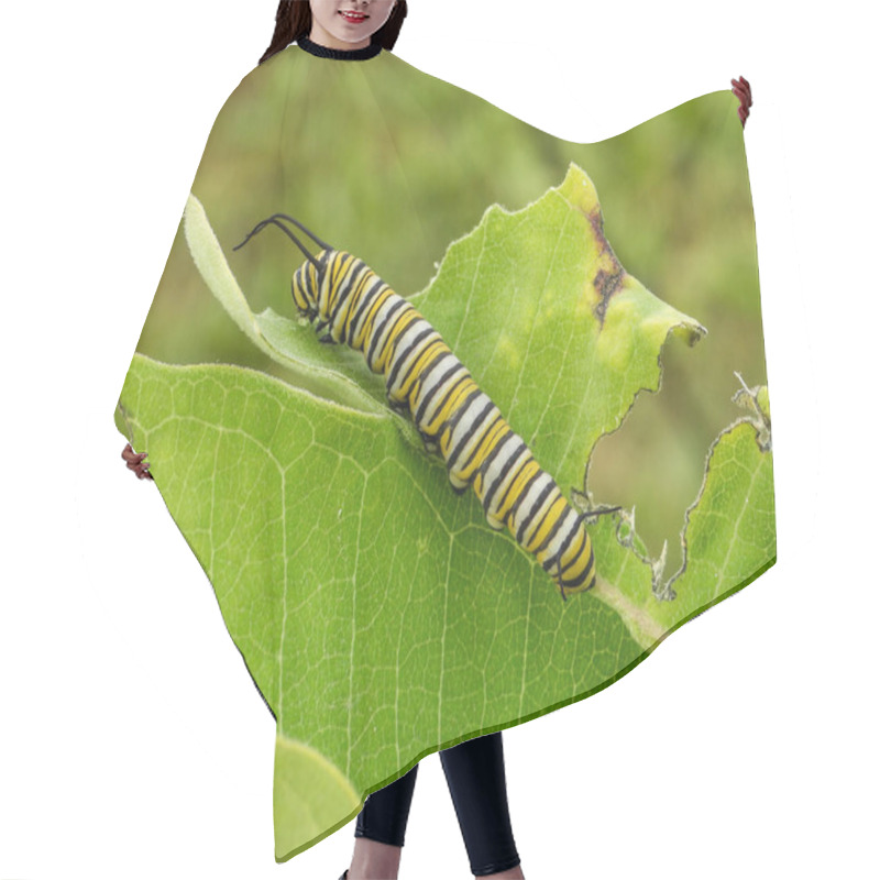 Personality  Monarch Butterfly Caterpillar (Danaus Plexippus) North American Migratory Insect  Hair Cutting Cape