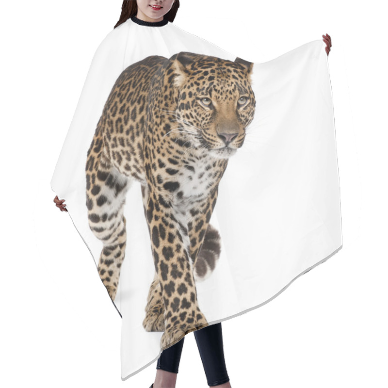 Personality  Leopard, Panthera Pardus, Walking Against White Background, Studio Shot Hair Cutting Cape