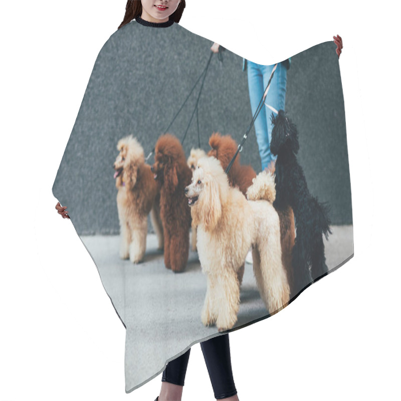 Personality  Beautiful Middle Age Blonde Woman Enjoys Walking With Her Adorable Miniature Poodles Hair Cutting Cape