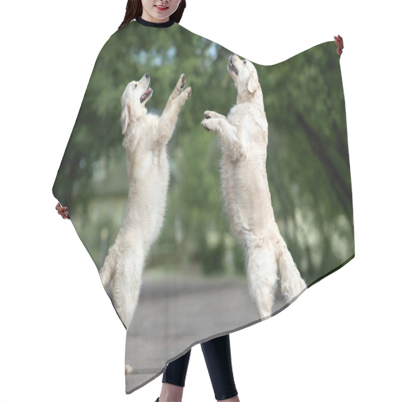 Personality  Two Golden Retriever Dogs Dancing On The Street Hair Cutting Cape