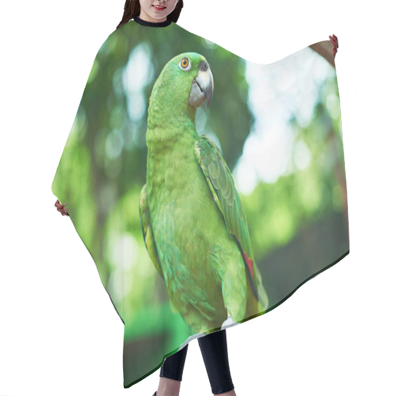 Personality  Green Parrot Sitting On Branch Hair Cutting Cape