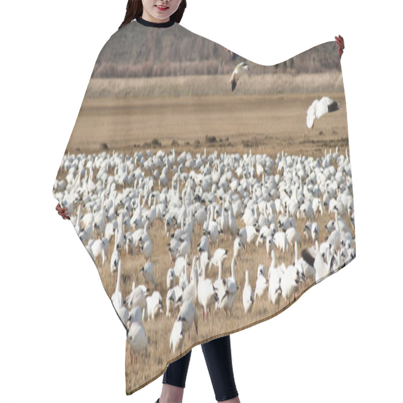 Personality  Snow Geese Flock Together Spring Migration Wild Birds Hair Cutting Cape