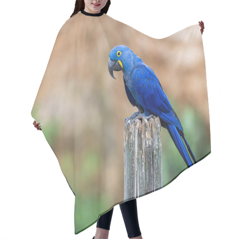 Personality  Portrait Of A Hyacinth Macaw Hair Cutting Cape