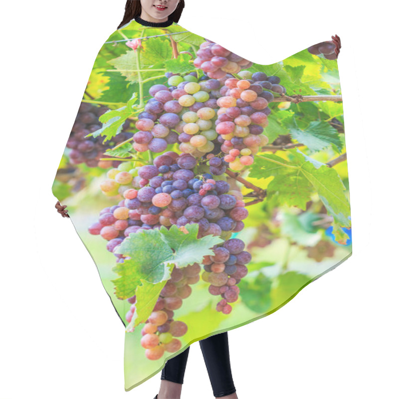 Personality  Vineyard Bunch Of Grapes Hair Cutting Cape