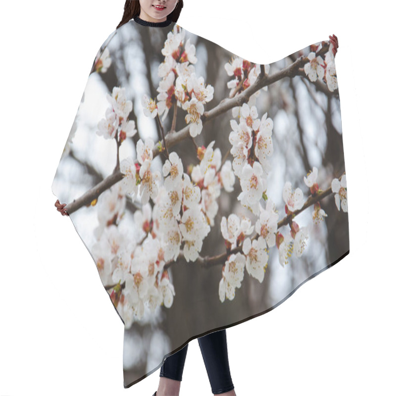 Personality  White Blooming Cherry Blossoms. Spring Concept. Selective Focus Cherry Flowers Against Background Of Blurry Flowering Branches. Hair Cutting Cape