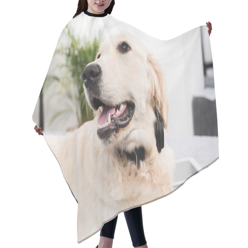 Personality  Golden Retriever Dog Hair Cutting Cape