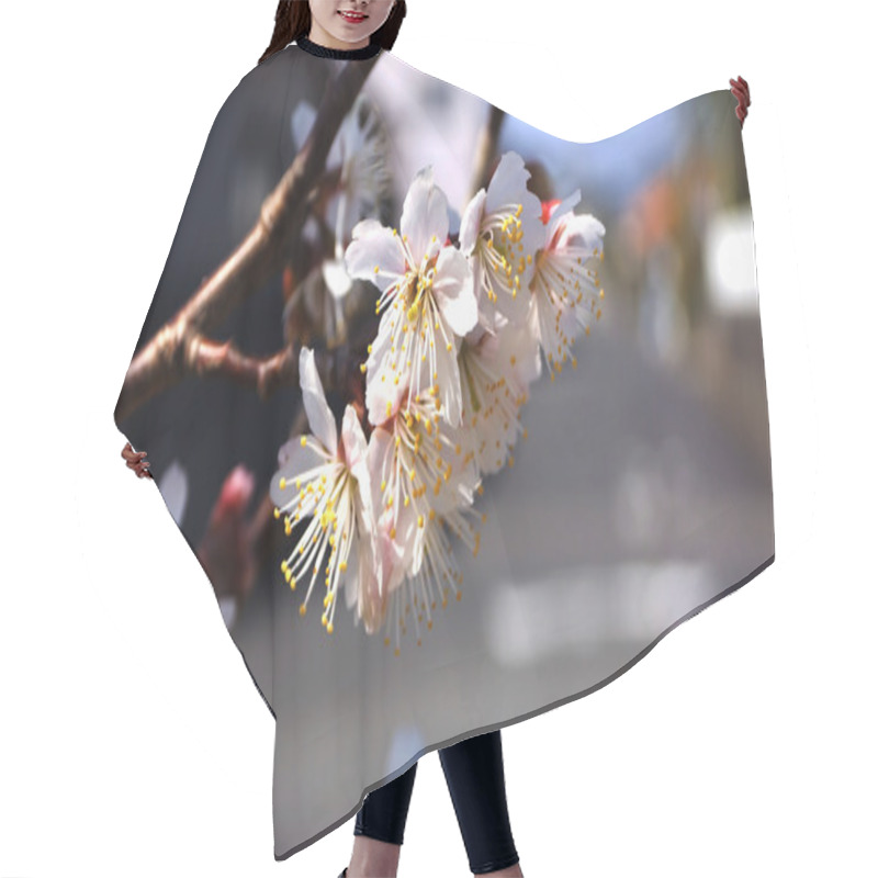 Personality  Cherry Tree, White Cherry Blossoms In Nobeoka Miyazaki Japan Hair Cutting Cape