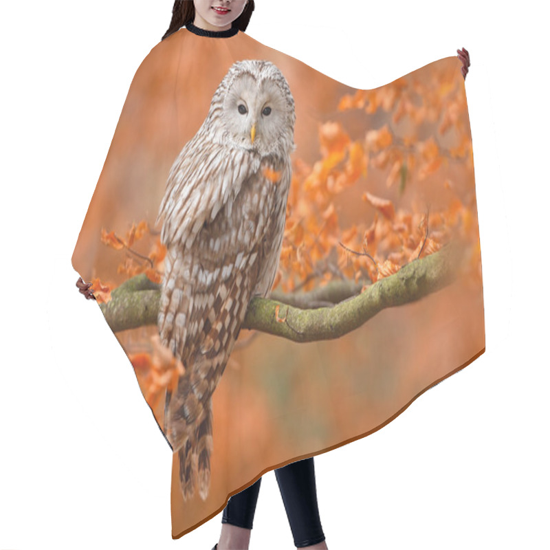 Personality  Ural Owl At Orange Oak Hair Cutting Cape