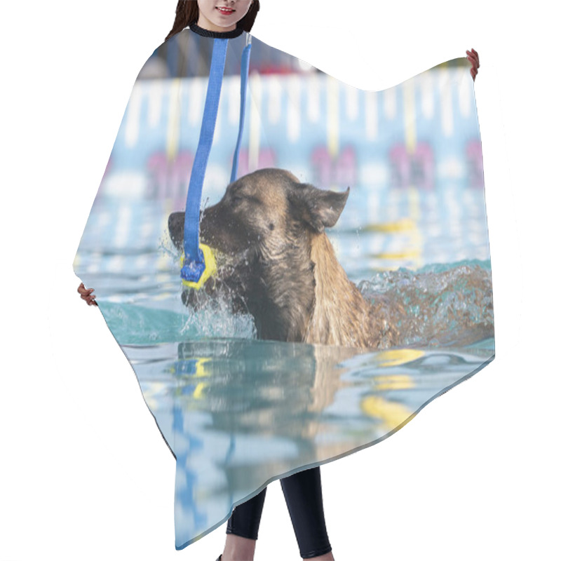 Personality  Malinois In The Swimming Pool Grabbing A Toy During A Swim Game Hair Cutting Cape