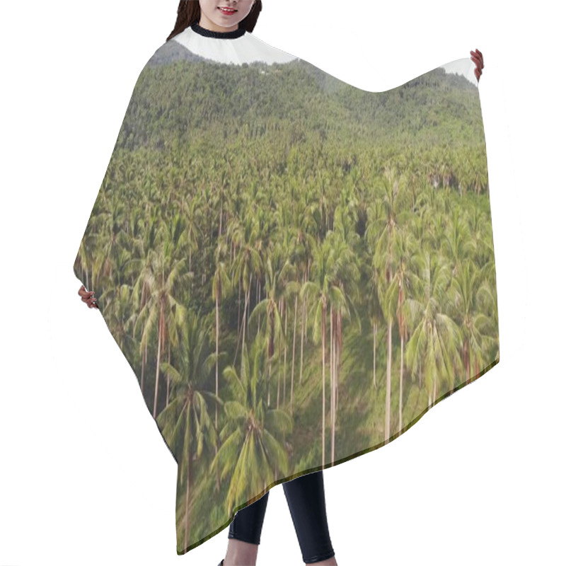 Personality  Aerial Drone View, Island Landscape, Coconut Palm Plantation, Thailand. Natural Idyllic Paradise Scene. Mountain Hill, Tropical Exotic Wild Jungle Green Rainforest. Deforestation Environmental Damage Hair Cutting Cape