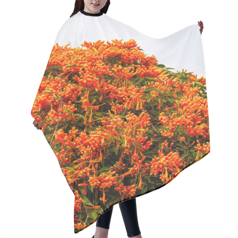 Personality  Beautiful Blooming Firecracker Flowers In The Garden Hair Cutting Cape