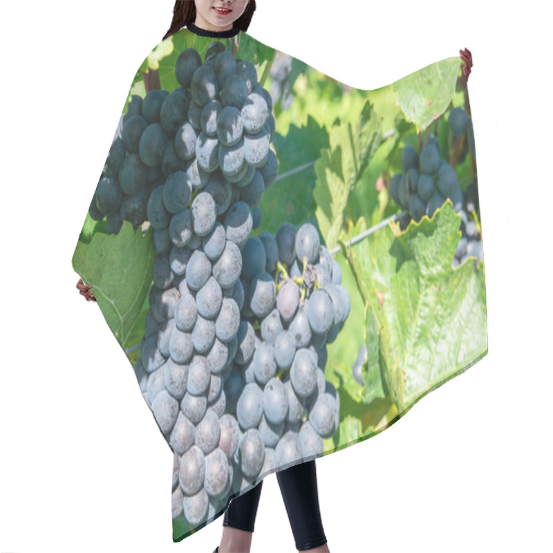 Personality  Big Bunche Of Red Wine Grapes In Sunny Weather On The Vineyard. Summer Harvest For Nature Background. Hair Cutting Cape