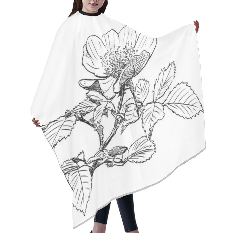 Personality  Vector Hand Drawing Of Wild Rose Branch With Blooming Flower Hair Cutting Cape