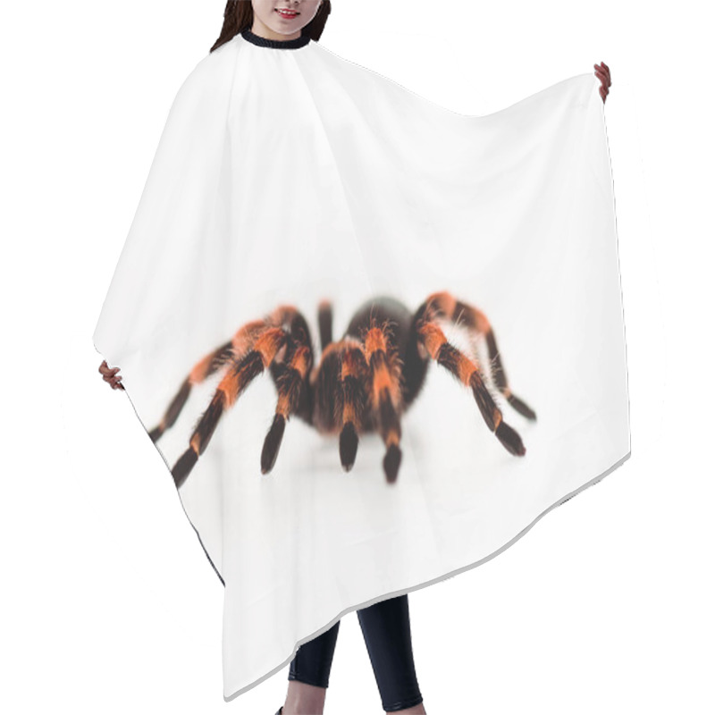 Personality  Black And Red Hairy Spider Isolated On White Hair Cutting Cape