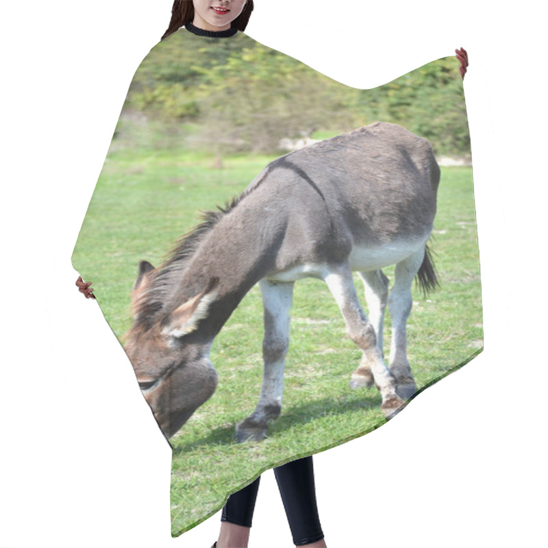 Personality  Home Donkey Grazing On The Green Lawn Hair Cutting Cape