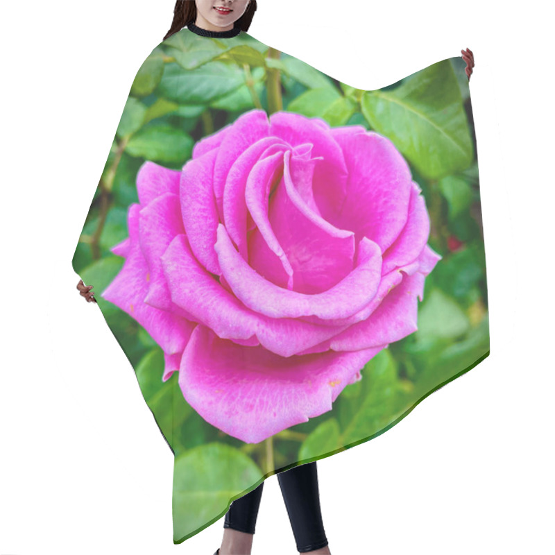 Personality  Macro Shot Of A Rose With Petals In Soft Gradient Shades, Surrounded By Vibrant Green Leaves. A Detailed, Natural, And Captivating Floral Image Showcasing Nature's Beauty. Hair Cutting Cape