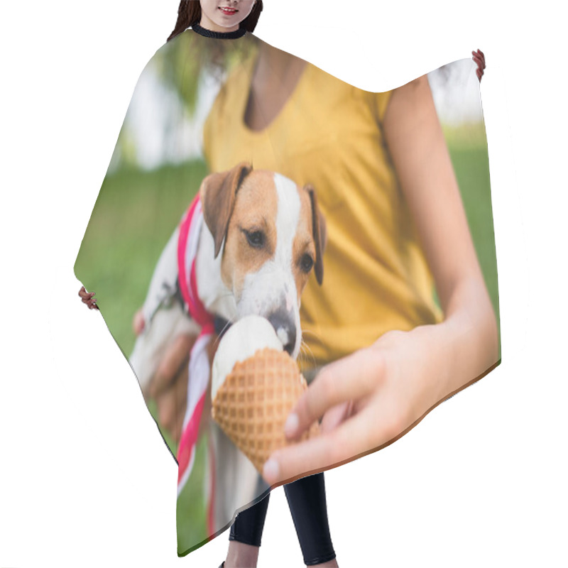 Personality  Selective Focus Of Jack Russell Terrier Dog Eating Ice Cream From Hand Hair Cutting Cape