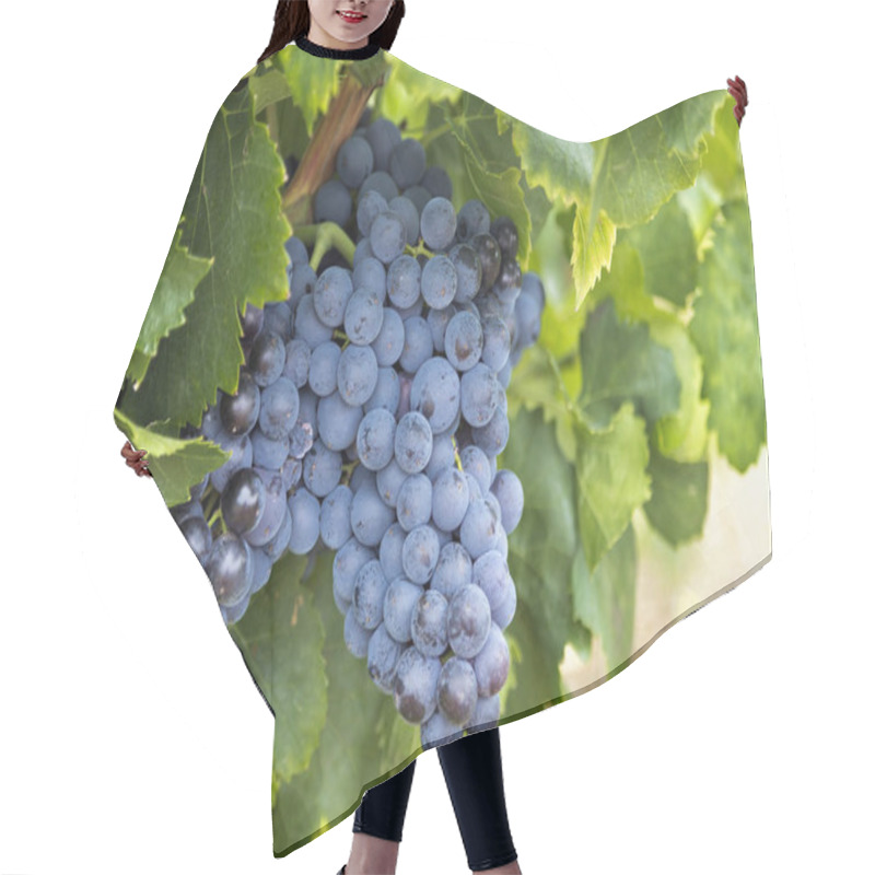 Personality  Red Grapes On The Vine Hair Cutting Cape