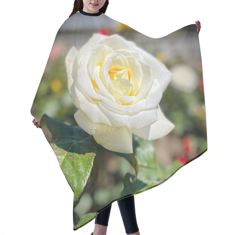 Personality  Macro Shot Of A Rose With Petals In Soft Gradient Shades, Surrounded By Vibrant Green Leaves. A Detailed, Natural, And Captivating Floral Image Showcasing Nature's Beauty. Hair Cutting Cape