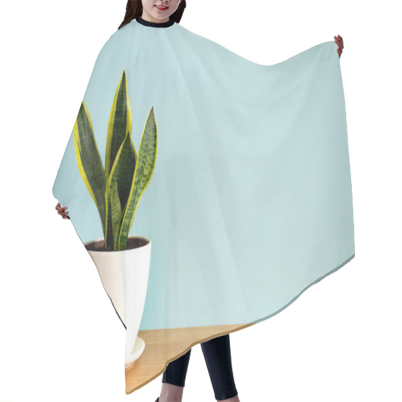 Personality  Mock Up Banner With Copy Space Trending Flower Snake Plant Sansevieria Trifasciata On Blue Background. Summer Indoor Plants And Urban Jungle Concept Hair Cutting Cape